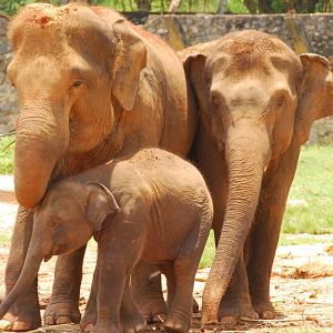 Elephant family
