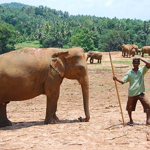 Elephant with mahout
