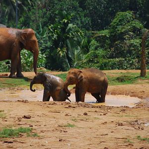 Baby elephants playing
