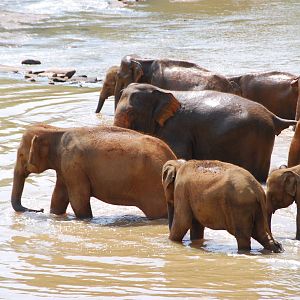 Elephants going into river for bath
