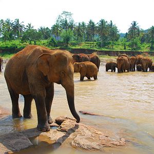 Elephant herd bathing in river