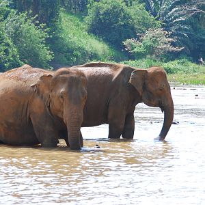 Elephants in river