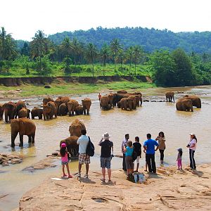 Elephant bath viewing area