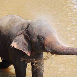 Elephant bathing