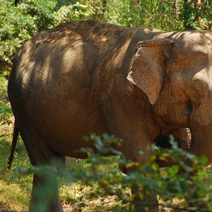 Yala National Park-Sleeping Elephant
