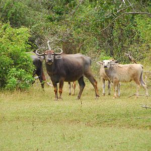 Yala National Park-Water Buffalo Family