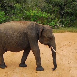 Yala National Park-Baby Male Elephant