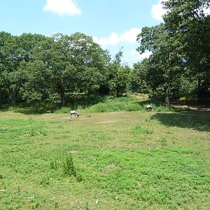Serengeti Crossing - White-Bearded Wildebeest/Zebra/Ostrich Exhibit