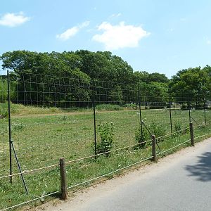 Serengeti Crossing - White-Bearded Wildebeest/Zebra/Ostrich Exhibit