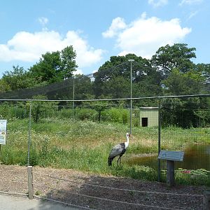 Wattled Crane Exhibit