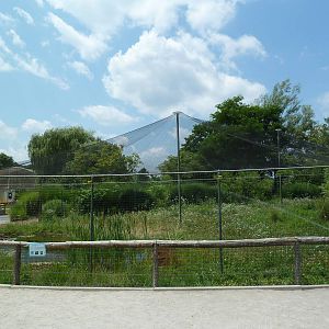 Wattled Crane Exhibit