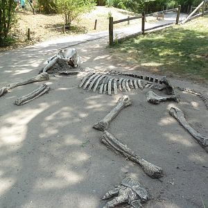 Elephant Skeleton