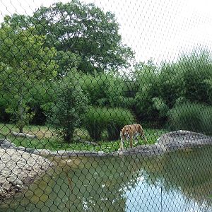 Bengal Tiger Exhibit