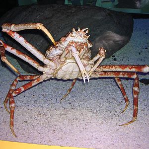 Japanese spider crab
