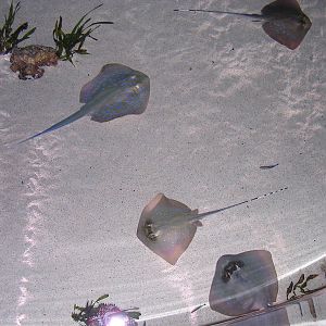 Stingray Pool