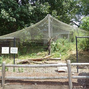 Southern Ground Hornbill Exhibit