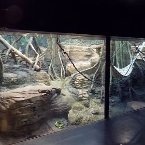 Tropical Forest - Mandrill Exhibit