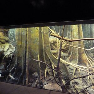 Tropical Forest - White-Crested Hornbill Exhibit