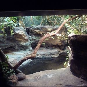 Tropical Forest - Dwarf Crocodile Exhibit