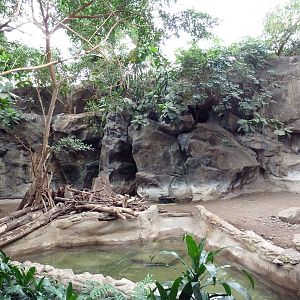Tropical Forest - Baird's Tapir Exhibit