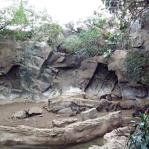 Tropical Forest - Baird's Tapir Exhibit
