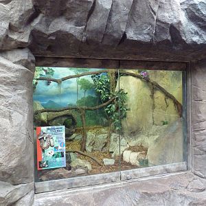 Tropical Forest - Madagascar Tree Boa Exhibit
