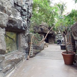 Tropical Forest - Visitor Walkway