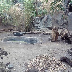 Tropical Forest - Giant Anteater Exhibit