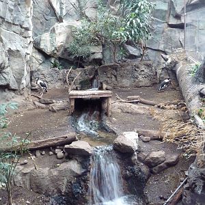 Tropical Forest - Saddle-Billed Stork Exhibit