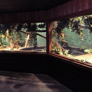 Tropical Forest - Green Anaconda Exhibit
