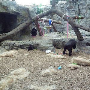 Tropical Forest - All-Indoor Gorilla Exhibit