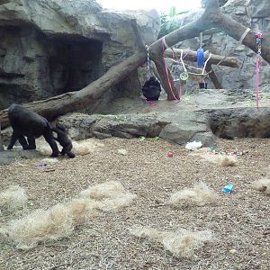 Tropical Forest - All-Indoor Gorilla Exhibit