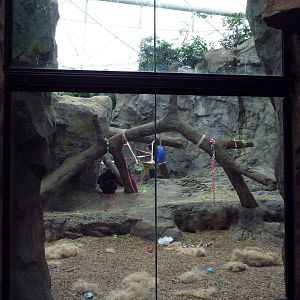 Tropical Forest - All-Indoor Gorilla Exhibit
