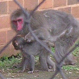 Mother and baby macaque