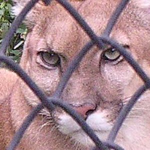 North American or South American puma?
