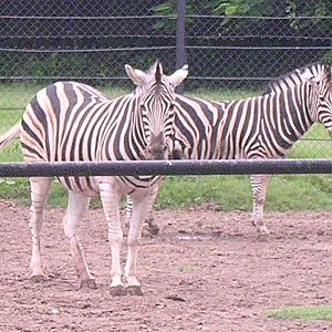 Zebras