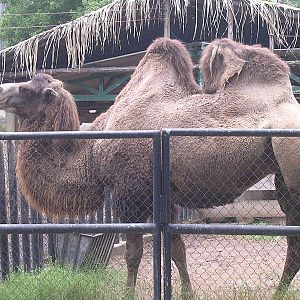 Bactrian camel