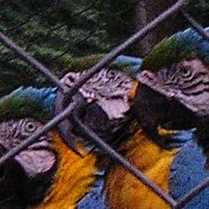 Macaw trio in cage