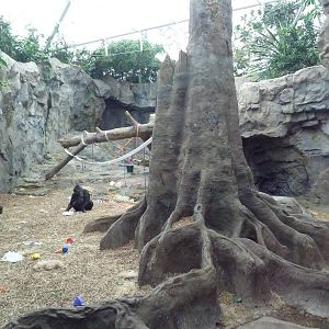 Tropical Forest - All-Indoor Gorilla Exhibit