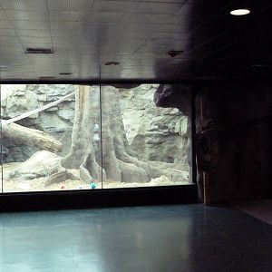 Tropical Forest - All-Indoor Gorilla Exhibit