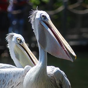 Pelicans