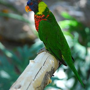 Lorikeet perched on branch