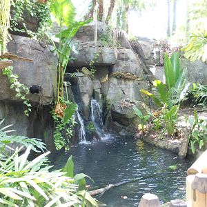 Disney's Animal Kingdom- Oasis- Black Swan Exhibit