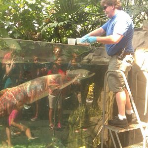 Arapaima feeding