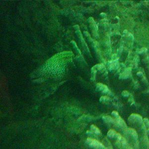 Laced moray hanging out in some corals