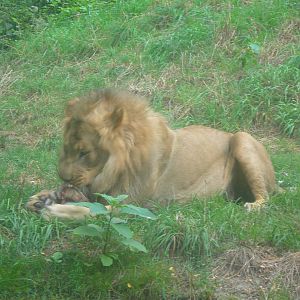 Young Male Lion chewing on a bone