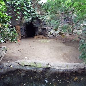 Tropical Forest - Capybara Exhibit