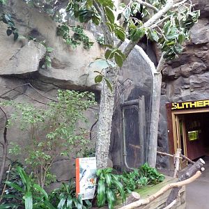 Tropical Forest - African Pygmy Falcon Exhibit