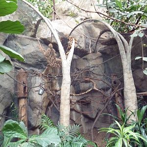 Tropical Forest - Cotton-Top Tamarin Exhibit