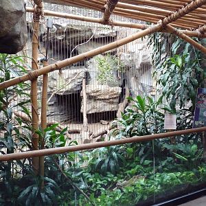 Tropical Forest - Ocelot Exhibit